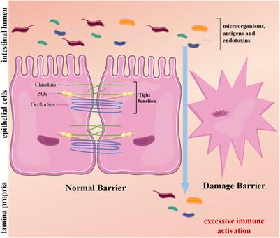 Advances of Heat Shock Family in Ulcerative Colitis